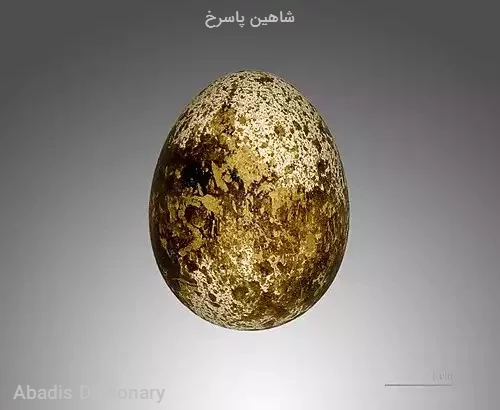 شاهین پاسرخ